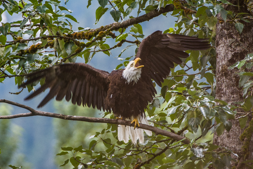 Bald Eagle