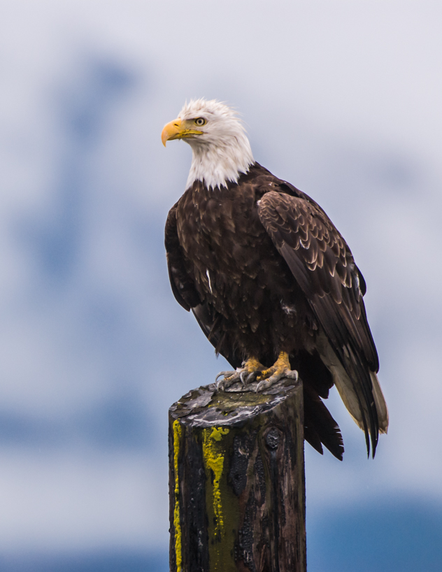 Bald Eagle