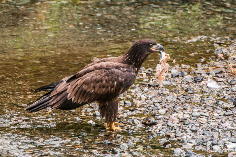 Juvenile Bald Eagle