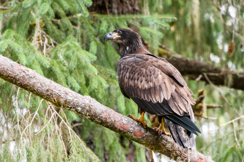 Juvenile Bald Eagle