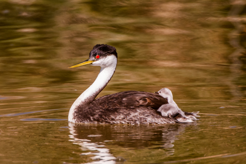 Western grebe with baby