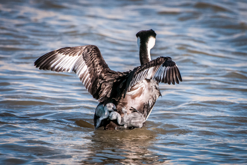 Grebe with two babies on back
