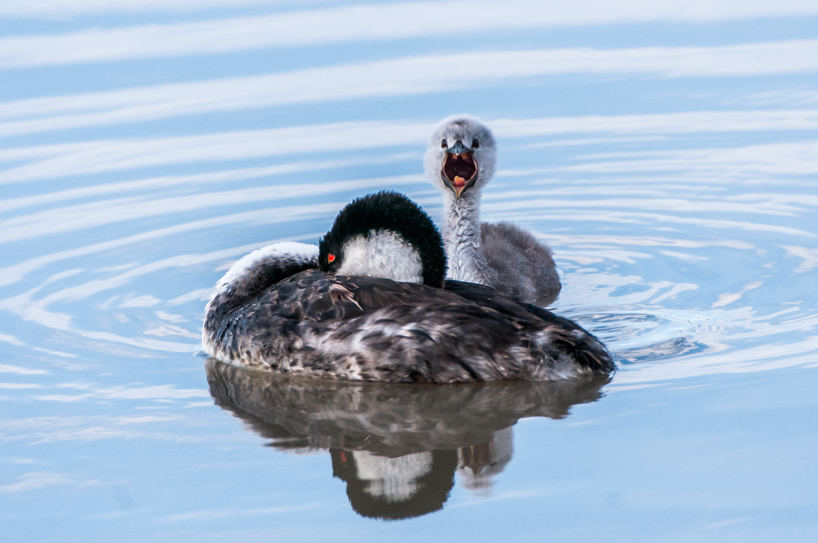 Sleeping western grebe and baby