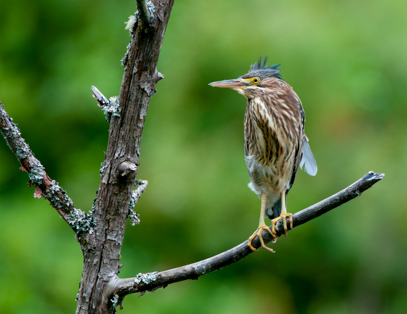 Green heron