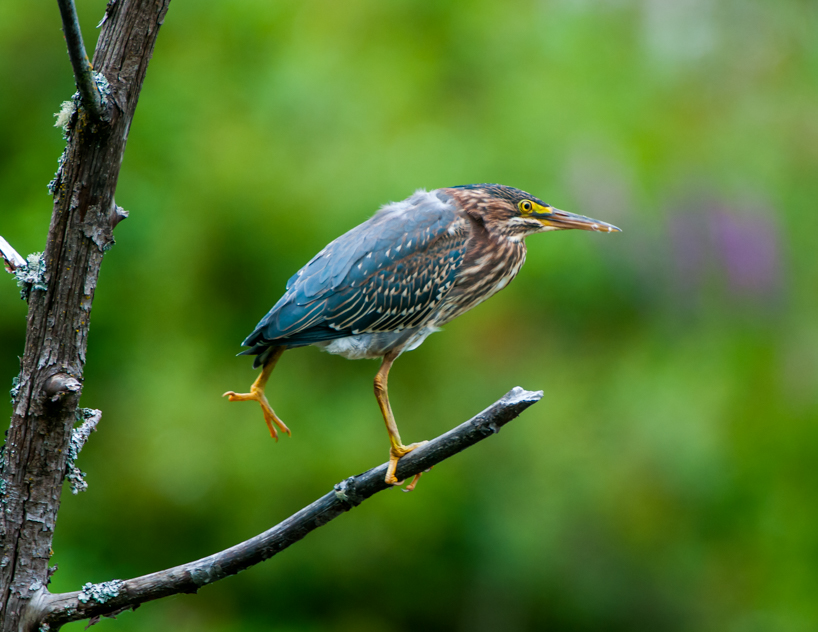 Green heron