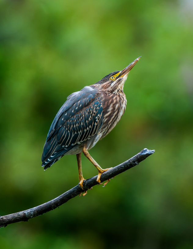 Green heron