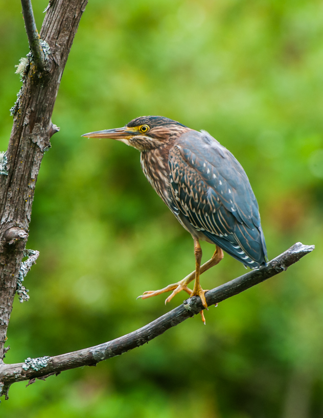 Green heron