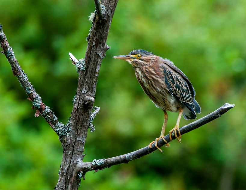 Green heron