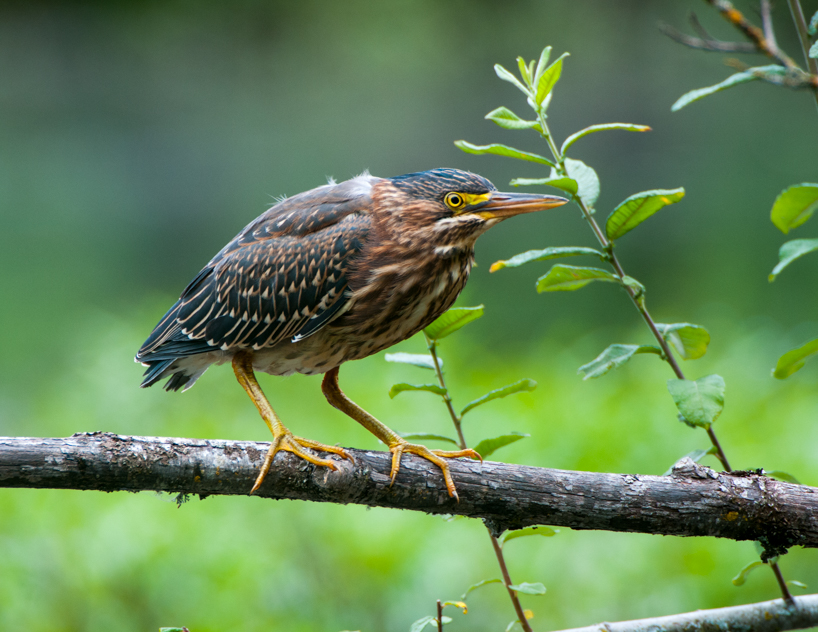 Green heron
