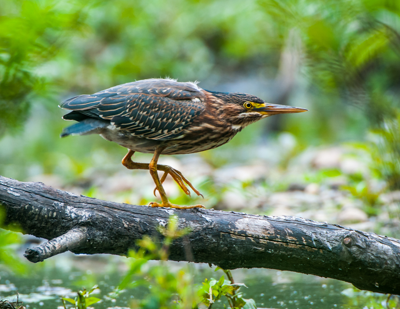 Green heron