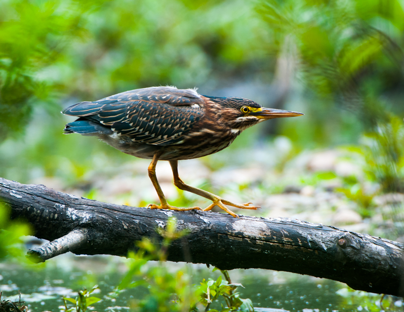 Green heron