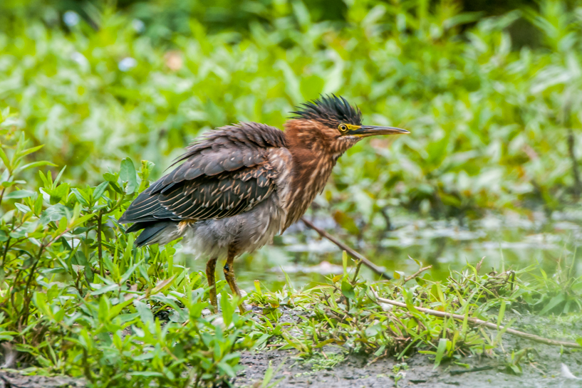 Green heron