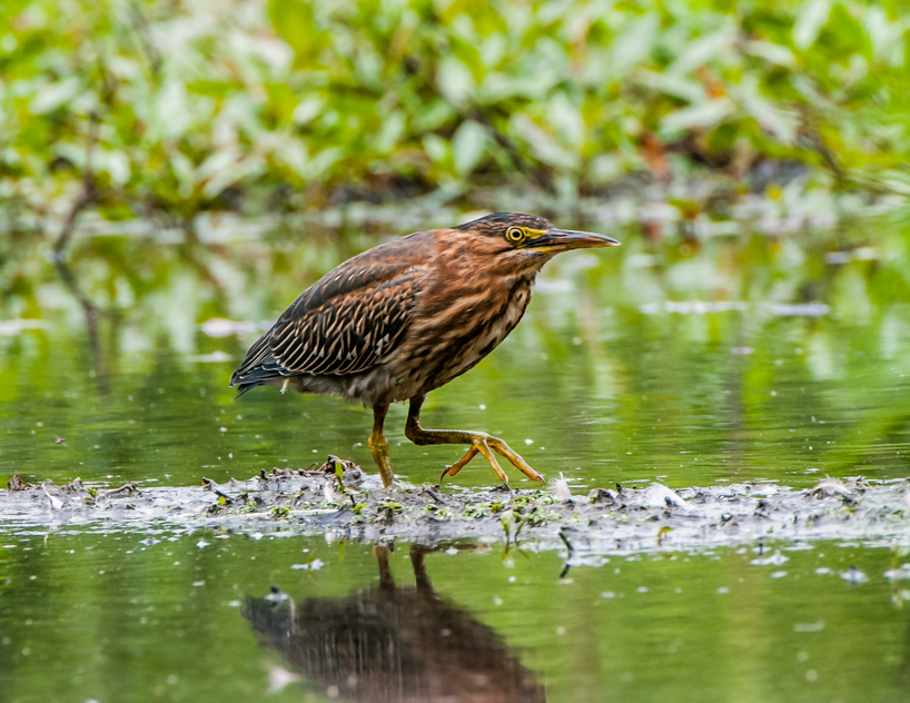 Green heron