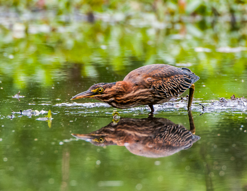 Green heron