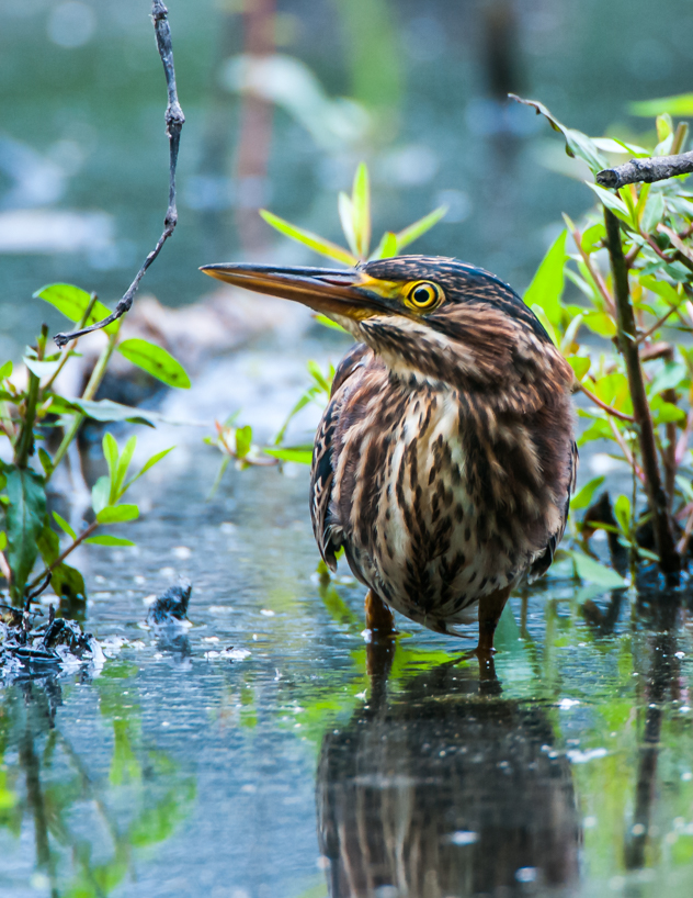 Green heron