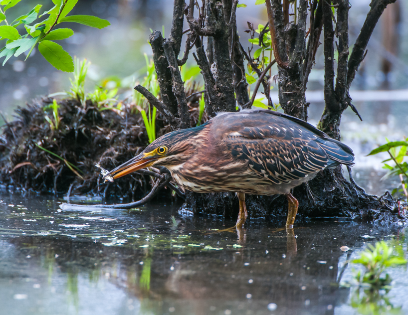 Green heron
