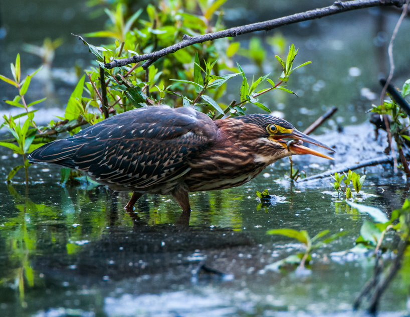 Green heron