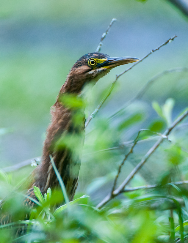 Green heron