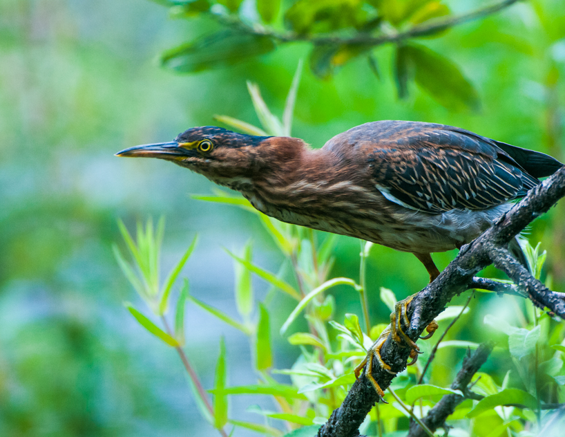 Green heron