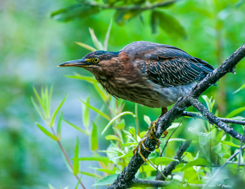 Green heron
