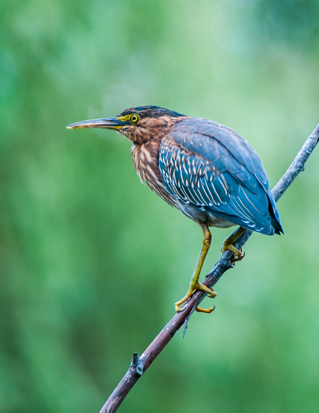 Green heron