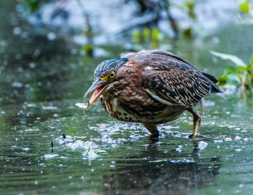 Green heron