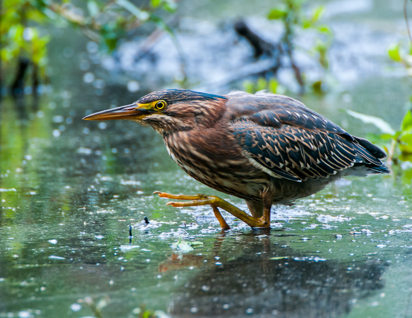 Green heron