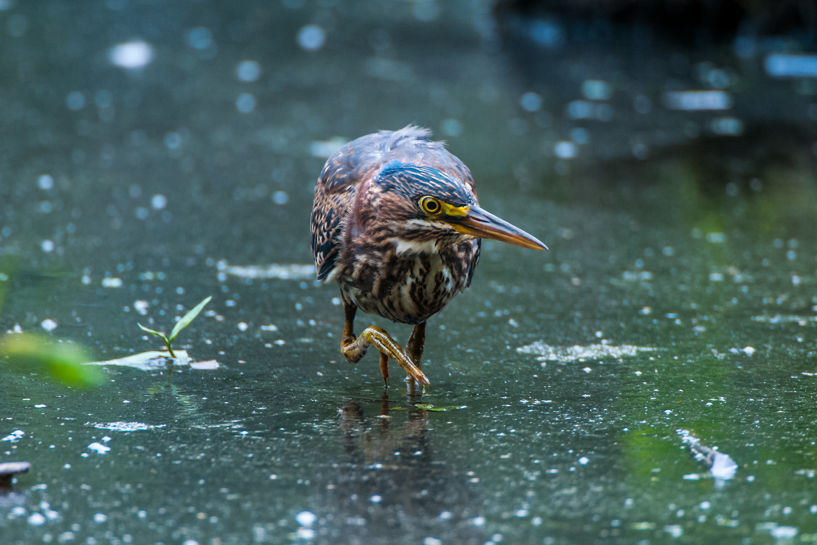 Green heron