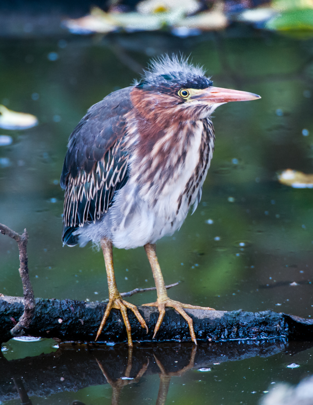 Green heron