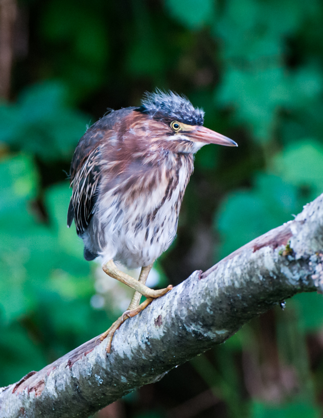 Green heron