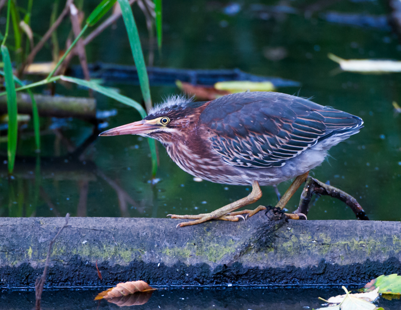 Juvenile green herons