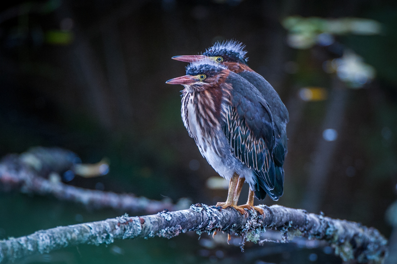 Juvenile green herons