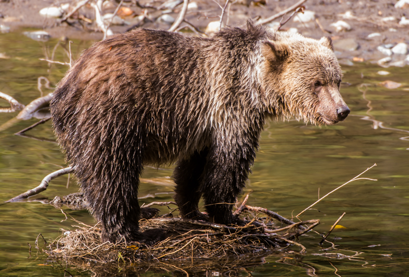 Grizzly bear