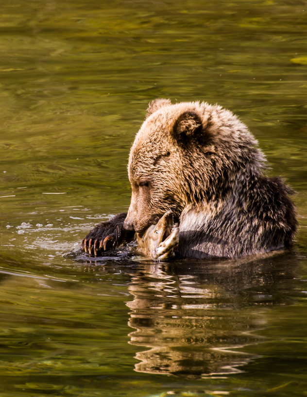 Grizzly bear