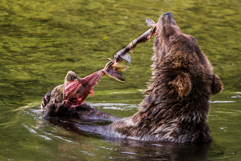 Grizzly bear with salon