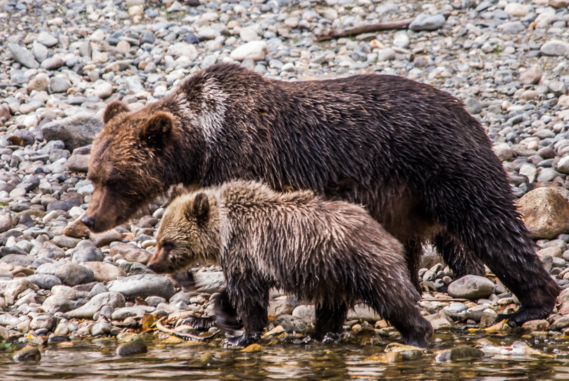 Grizzly bear sow and cub