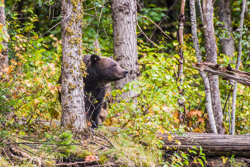 Grizzly bear