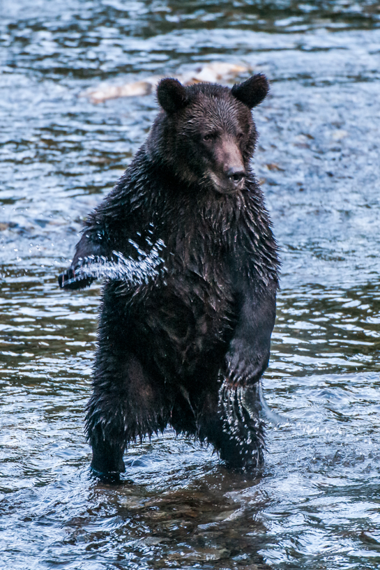 Grizzly bear cub