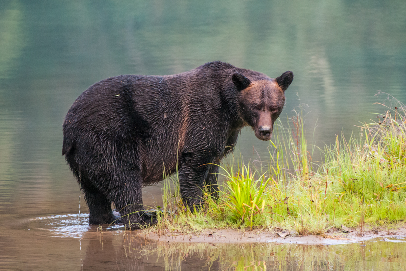 Grizzly bear