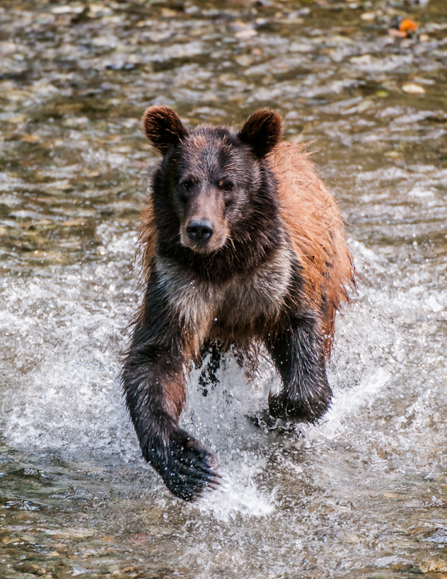 Grizzly bear cub
