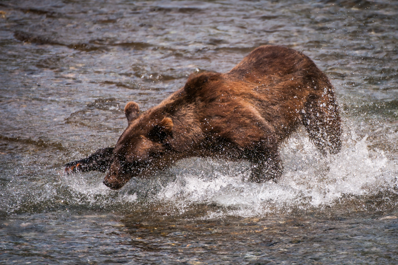 Grizzly bear