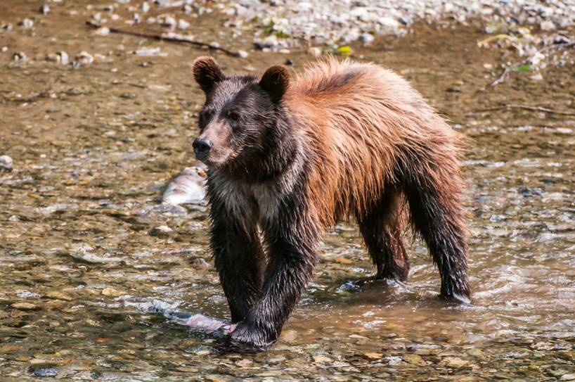 Grizzly bear