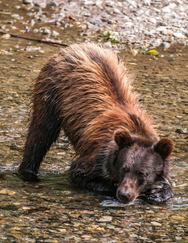 Grizzly bear