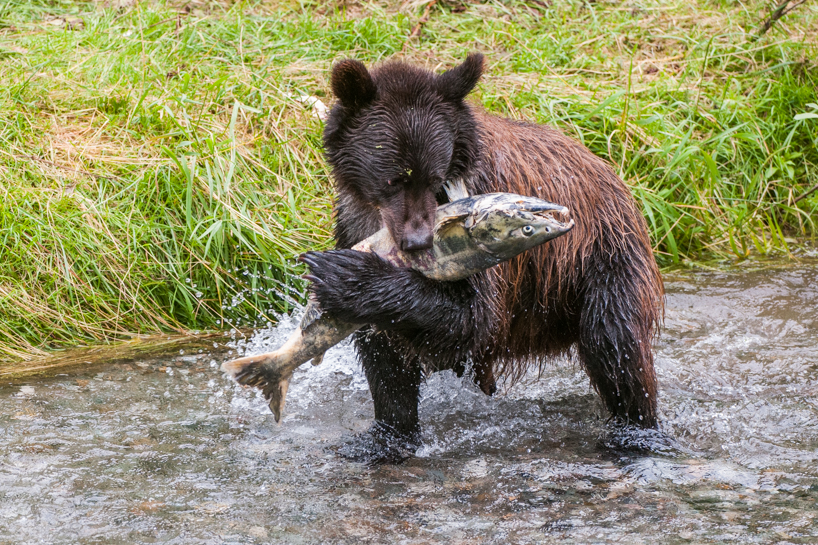 Grizzly bear