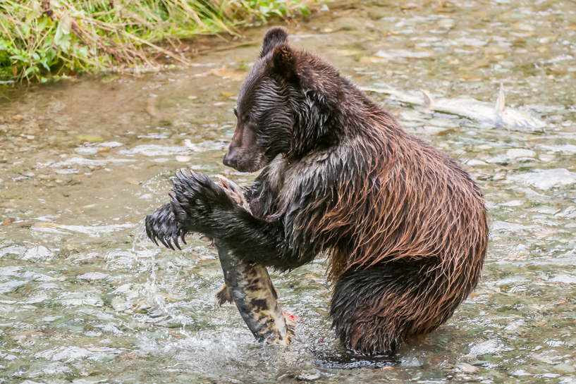 Grizzly bear cub