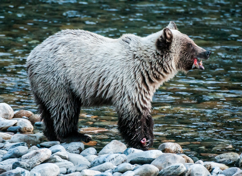 White grizzly bear