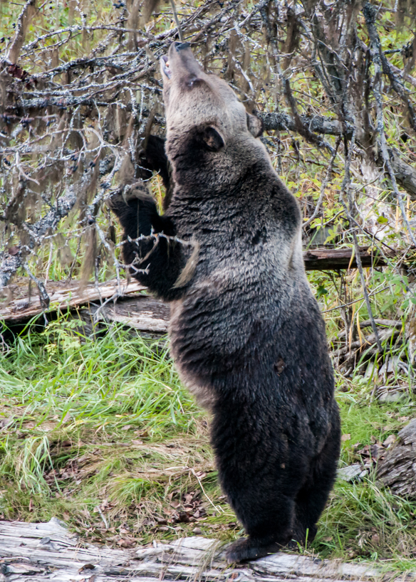Grizzly bear