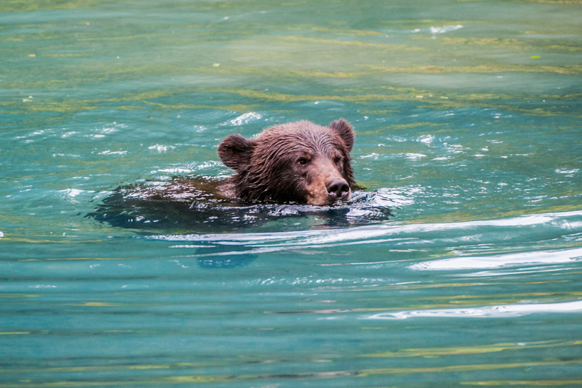 Grizzly bear