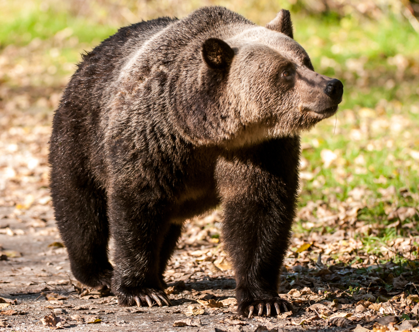 Grizzly bear