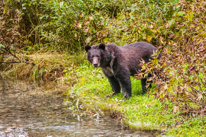 Grizzly bear